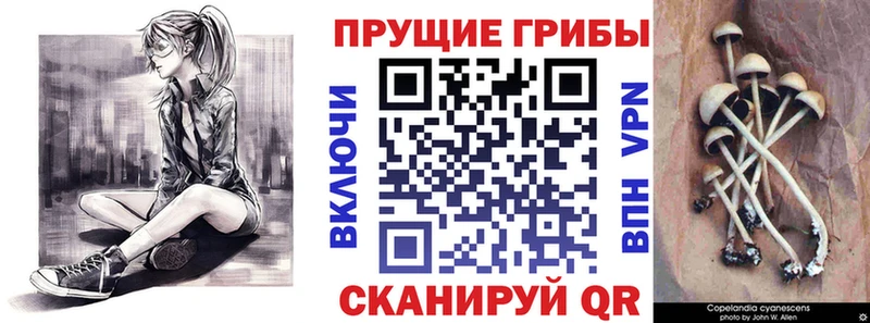 Псилоцибиновые грибы Psilocybe  Купить закладки  Данков 